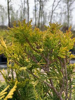 Туя западная Санкист (Sunkist)