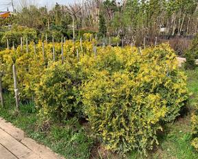 Туя западная Санкист (Sunkist)