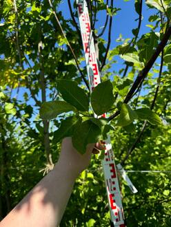 Магнолия Кобус