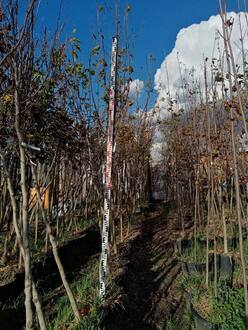 Магнолия Кобус