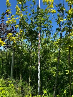 Магнолия Кобус