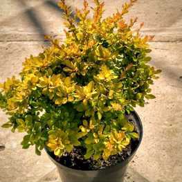 Барбарис Тунберга Сенсейшен (Sensation)