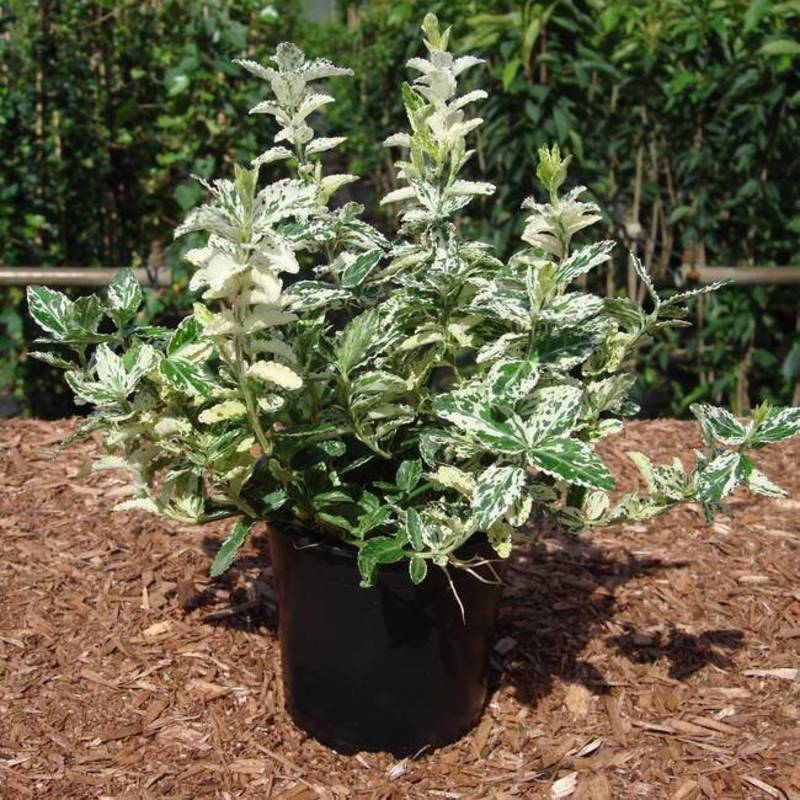 Бересклет Форчуна Арлекин (Harlequin)