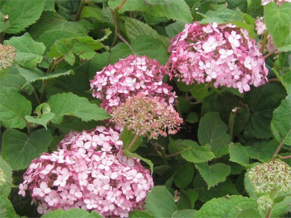 Гортензия древовидная Свит Аннабелль (Sweet Annabelle)