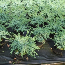 Можжевельник китайский Блю Альпс (Blue Alps)