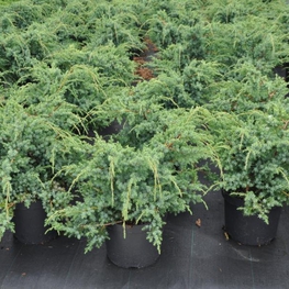 Можжевельник китайский Блю Альпс (Blue Alps)