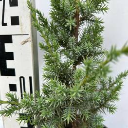 Можжевельник китайский Блю Альпс (Blue Alps)