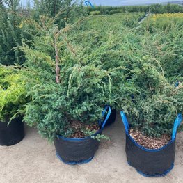 Можжевельник китайский Блю Альпс (Blue Alps)