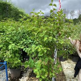 Дерен кроваво-красный Меджик Фламе (Magic Flame)