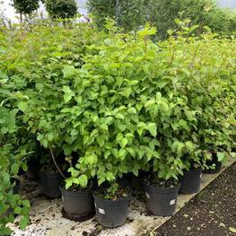 Дерен кроваво-красный Меджик Фламе (Magic Flame)