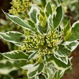 Дерен отпрысковый Вайт Голд (White Gold)