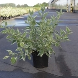 Дерен отпрысковый Вайт Голд (White Gold)