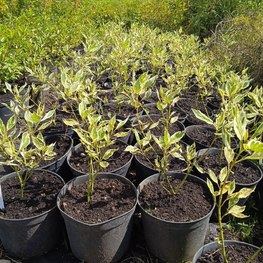 Дерен отпрысковый Вайт Голд (White Gold)