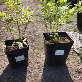 Дерен отпрысковый Вайт Голд (White Gold)