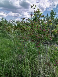 Жимолость татарская