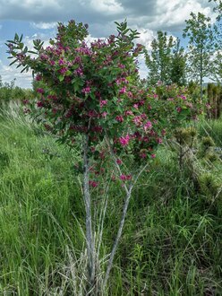 Жимолость татарская