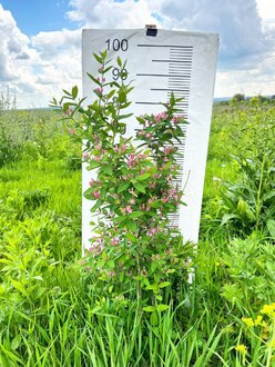 Жимолость татарская