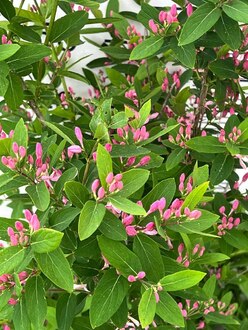 Жимолость татарская