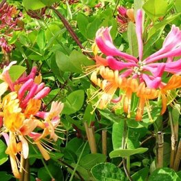 Жимолость Хекрота Голд Флейм (Gold Flame)