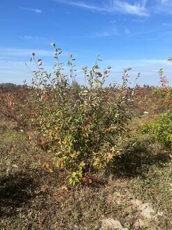 Ирга канадская