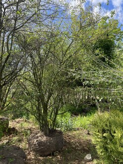 Ирга канадская