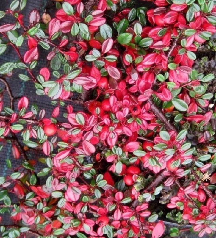 Кизильник прижатый Литтл Джем (Little Gem)