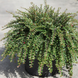 Кизильник прижатый Литтл Джем (Little Gem)