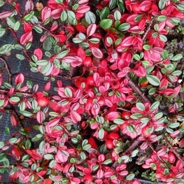 Кизильник прижатый Литтл Джем (Little Gem)