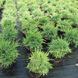 Можжевельник китайский  Куривао Голд (Kuriwao Gold)