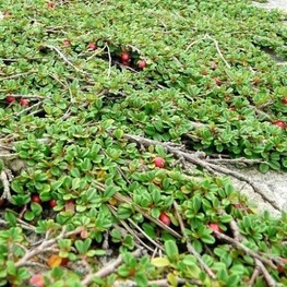 Кизильник лежачий Стрейбс Файндлинг (Streibs Findling)