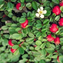 Кизильник лежачий Стрейбс Файндлинг (Streibs Findling)