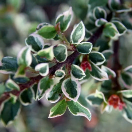 Кизильник горизонтальный Вариегатус (Variegatus)