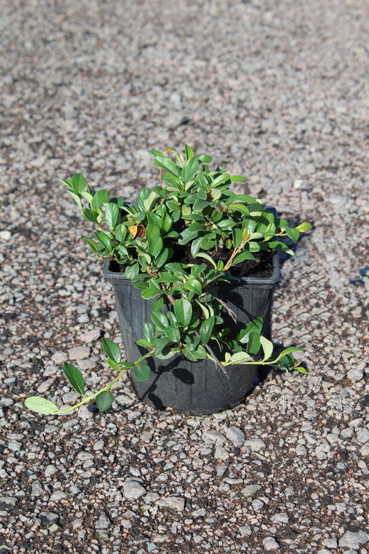 Кизильник Даммера Майор (Major)