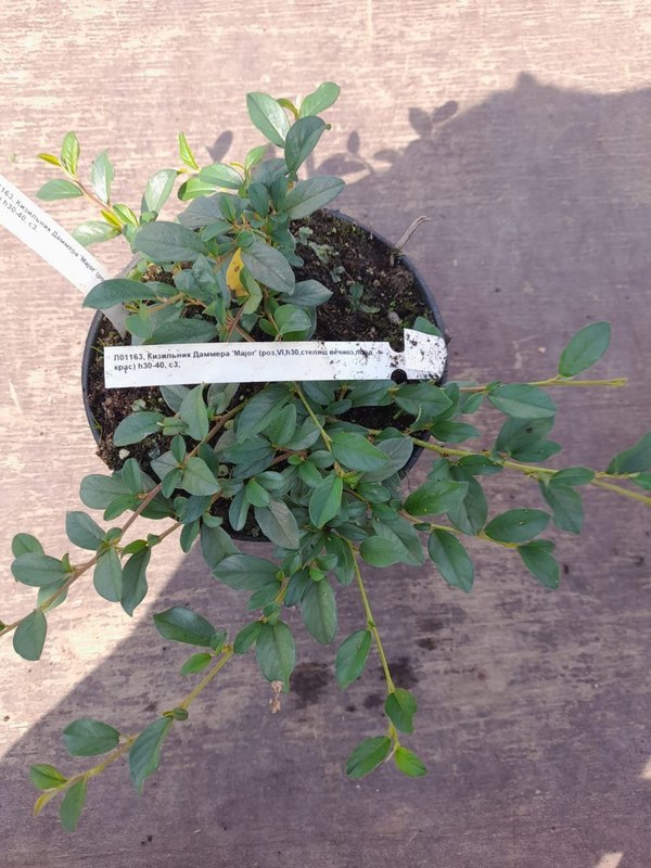 Кизильник Даммера Майор (Major)