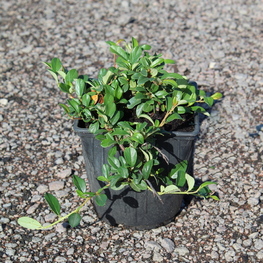 Кизильник Даммера Майор (Major)