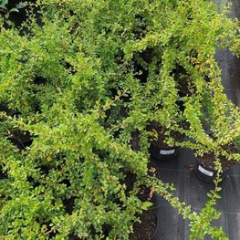 Кизильник Даммера Корал Бьюти (Coral Beauty)