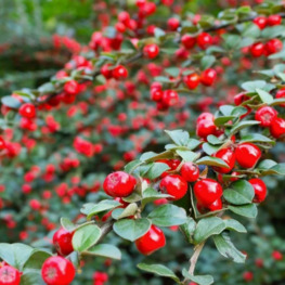 Кизильник Даммера Корал Бьюти (Coral Beauty)