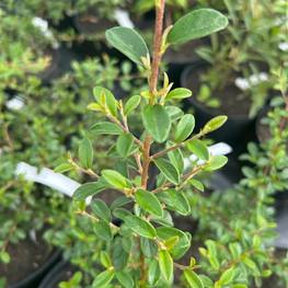 Кизильник Даммера Корал Бьюти (Coral Beauty)