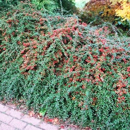 Кизильник Даммера Корал Бьюти (Coral Beauty)