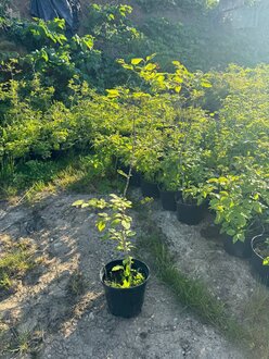 Сирень Амурская