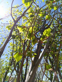 Сирень Амурская