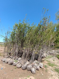 Сирень Амурская