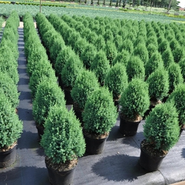 Можжевельник китайский Стрикта (Stricta)