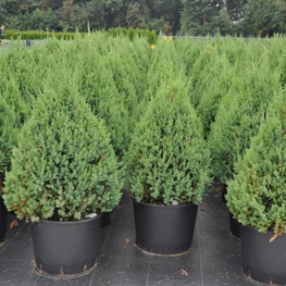 Можжевельник китайский Стрикта (Stricta)
