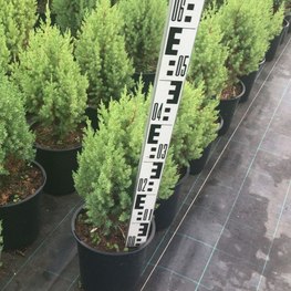 Можжевельник китайский Стрикта (Stricta)