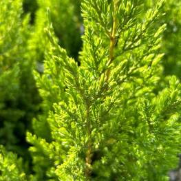 Можжевельник китайский Стрикта (Stricta)