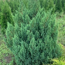 Можжевельник китайский Стрикта (Stricta)