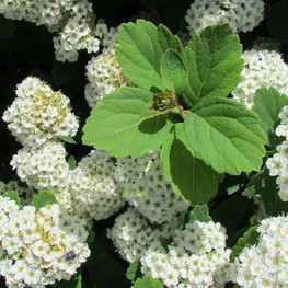 Спирея березолистная Исланд (Island)