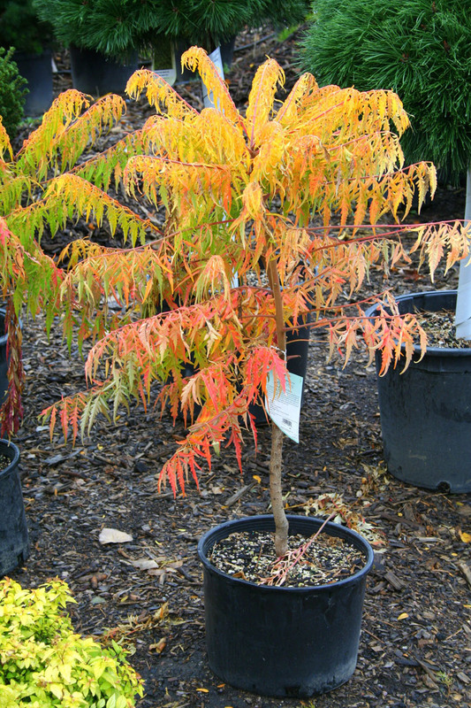 Сумах пушистый Тайгер Айз (Tiger Eyes)