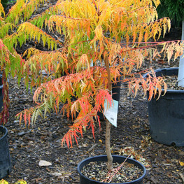 Сумах пушистый Тайгер Айз (Tiger Eyes)